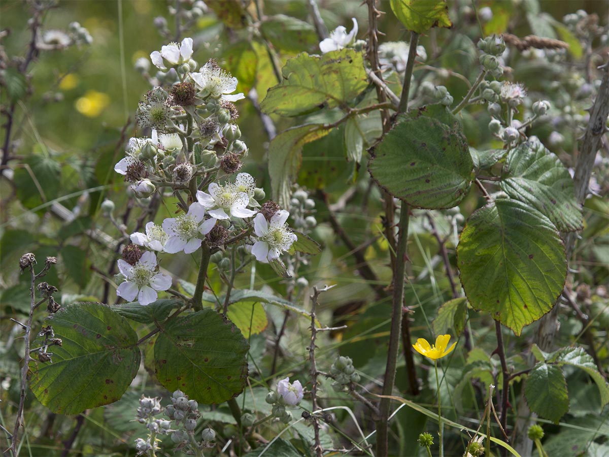 Rubus fruticosus agg.